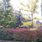 Great Fall color; Big Ginkgo, big Firebush , big Metasequoias, big Spruce, big Norway Spruce